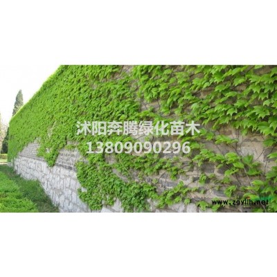 基地大量批发彩色绿化苗木花边冬青银边冬青花边黄杨金边黄杨及苗