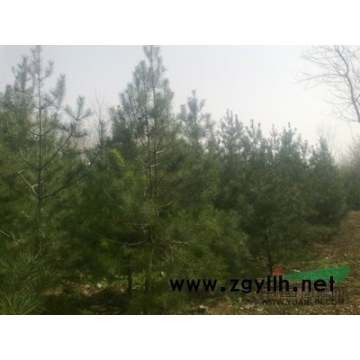 金边黄杨杯苗行情报价\金边黄杨杯苗图片展示