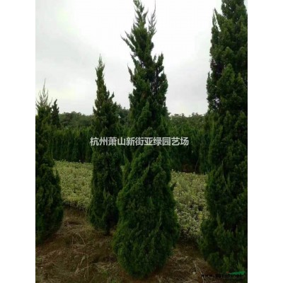 供应金边黄杨色块，球类，柱子