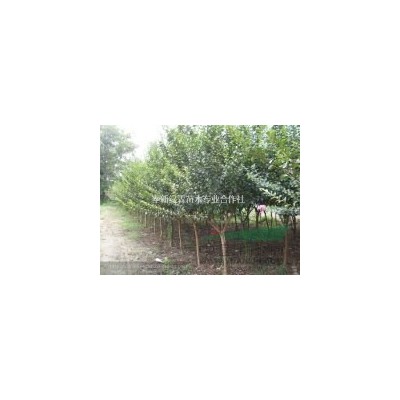 长期供应：娜塔栎.檫木.水杉.池杉.江南桤木等一至两年生小苗
