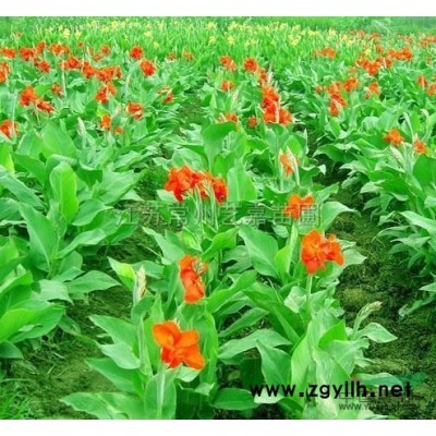 江苏金边黄杨球*新报价/金边黄杨球图片