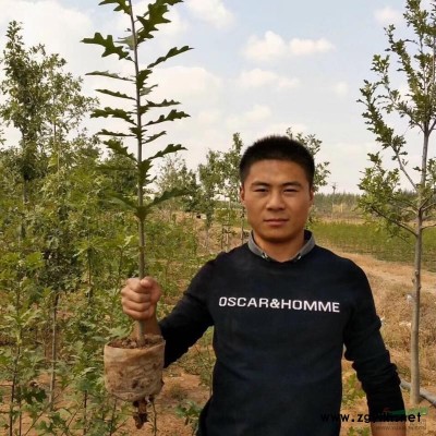 杯苗娜塔栎小苗15万棵限量供应 江苏邳州地区图1