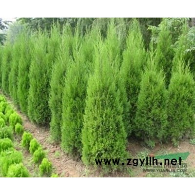 海桐球、鸡爪槭、金叶女贞、金边黄杨、大叶黄杨