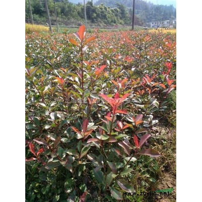 金边黄杨，精品黄杨球，黄杨供应，小叶黄杨球