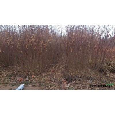 江苏金边黄杨信息