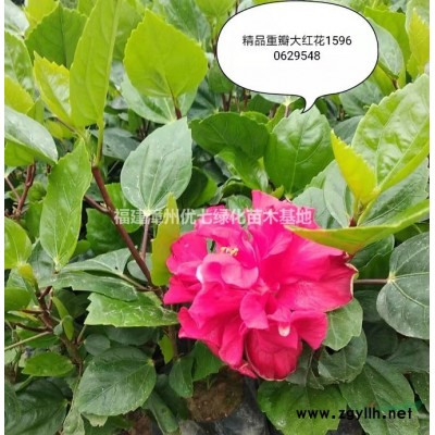 福建茶苗木图3