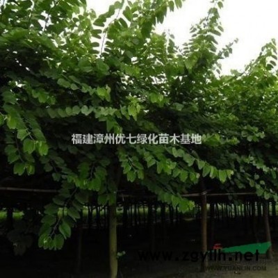 福建茶苗木图1
