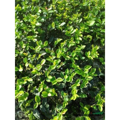 高产油茶苗图1