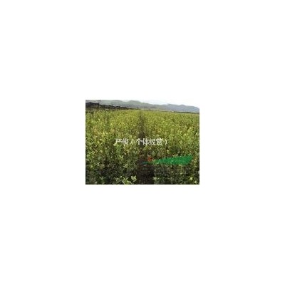 江西长林系油茶苗百万株供应图1