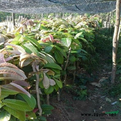 大量供应金花茶苗图2