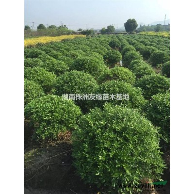 湖南黄杨、瓜子黄杨、湖南优质黄杨种植基地、湖南金边黄杨