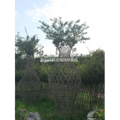 四川 大叶黄杨 金边黄杨 金心黄杨基地