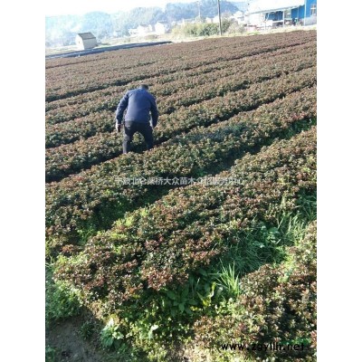 宁波地区供应金边黄杨