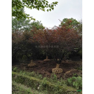 金边黄杨柱报价/浙江金边黄杨柱报价