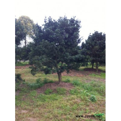 金边黄杨小苗，湖南金边黄杨小苗，金边黄杨价格