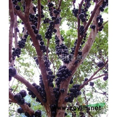 大量供应金边黄杨一年小苗！