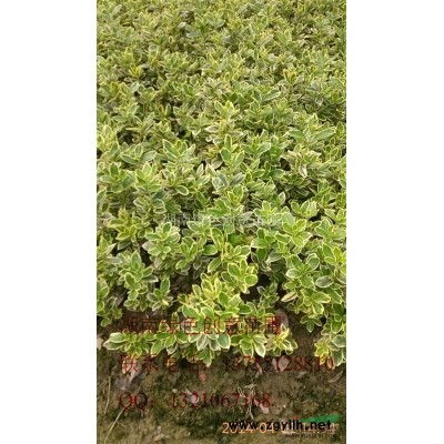 薄利多销20-30公分高的金边黄杨以及各规格的金边黄杨球