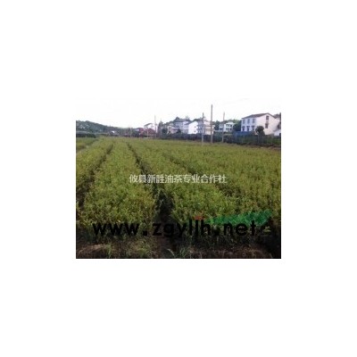供嫁接油茶苗营器杯数亿株，红花油茶百万株图1