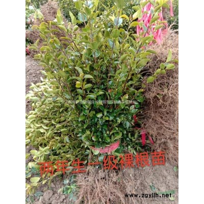一年生长林系列嫁接油茶苗哪里买？哪里便宜？图1
