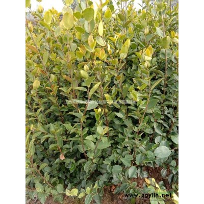 一年生长林系列嫁接油茶苗哪里买？哪里便宜？图3