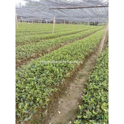 一年生长林系列嫁接油茶苗哪里买？哪里便宜？图2