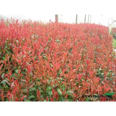 浙江红叶石楠色块