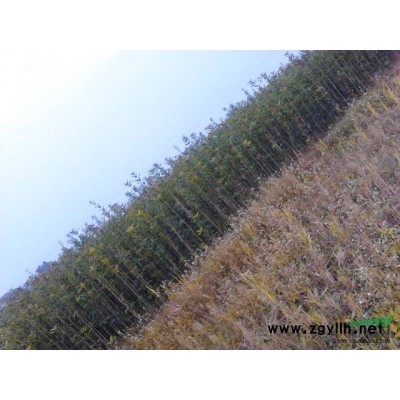 大量出售红叶石楠