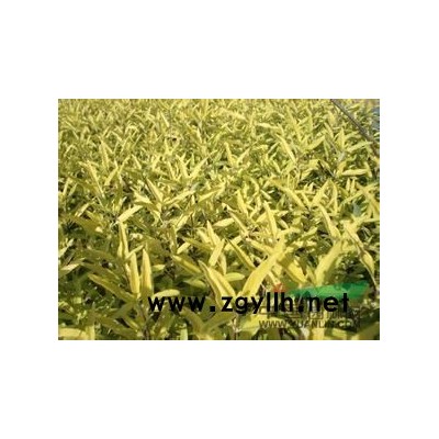 大量供应小苗:金边黄杨小苗、银边黄杨小苗