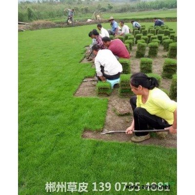 基地直销金边黄杨小苗 工程绿化苗 道路庭院广场绿化