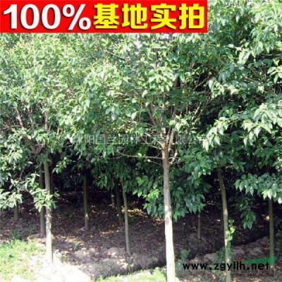 40cm-50cm金边黄杨工程苗苗圃种苗金边黄杨基地直供