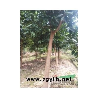 供湿地树种：娜塔栎、沼生栎、柳叶栎、水栎、复吉尼亚栎