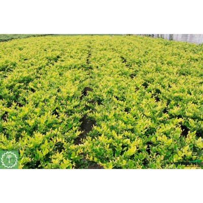 大量供应金边黄杨