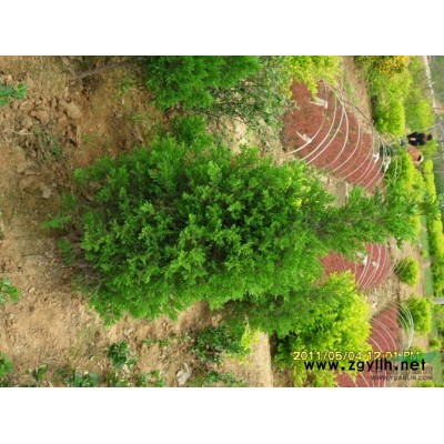 江苏金边黄杨信息