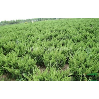 供应|大叶黄杨|小叶黄杨|金边黄杨|价格报价基地价