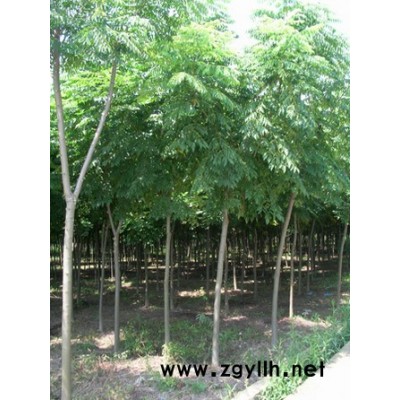 金边黄杨、小叶黄杨、豆瓣黄杨、大叶黄杨