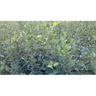 长林系油茶苗图3