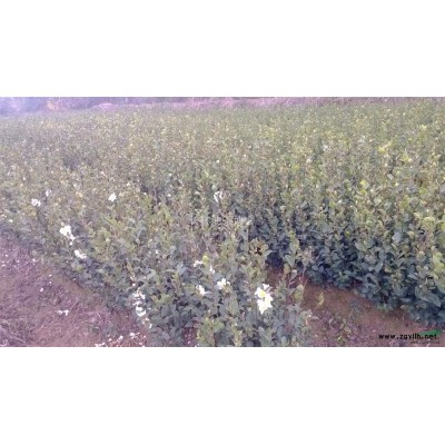 长林系油茶苗图1