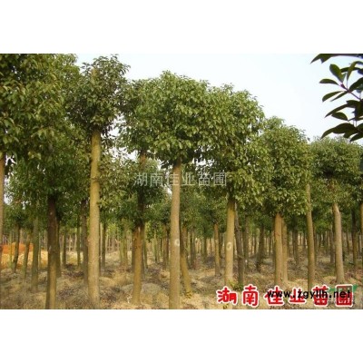 茶花球，杜鹃球，红花继木球，红叶石楠球，茶梅球，金叶女贞球