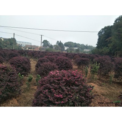 八月桂，红叶石楠，夏鹃，海桐球，金边黄杨