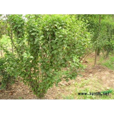 供应大（小）叶黄杨、金边黄杨及各种色块苗木