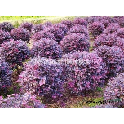 江苏沭阳鸿川园林基地金边黄杨球大量低价销售