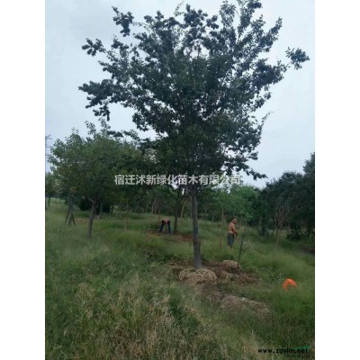 优质金边黄杨行情报价/优质金边黄杨图片展示