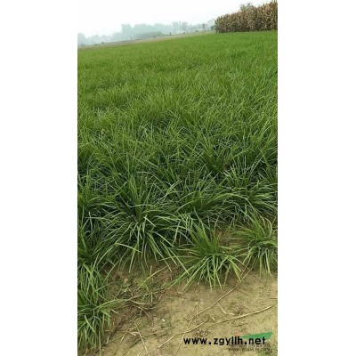 金边黄杨 高度30以上 价格0.45 萧山工程色块苗