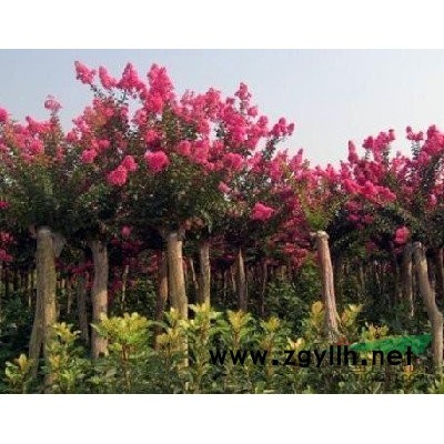 卫矛、扶芳藤、金叶女贞价格、大叶黄杨、小叶黄杨、金边黄杨、红