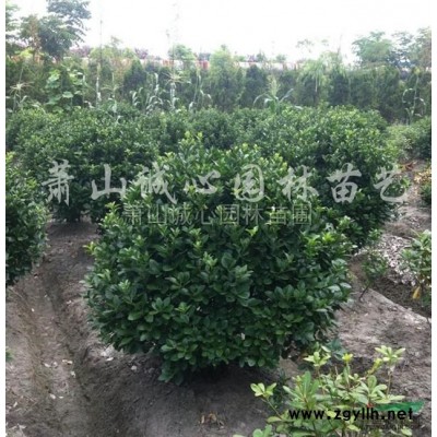 浙江金边黄杨柱