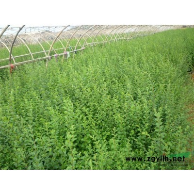 金边黄杨图片\金边黄杨报价