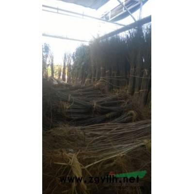 冠幅120公分金边黄杨球上车价180元