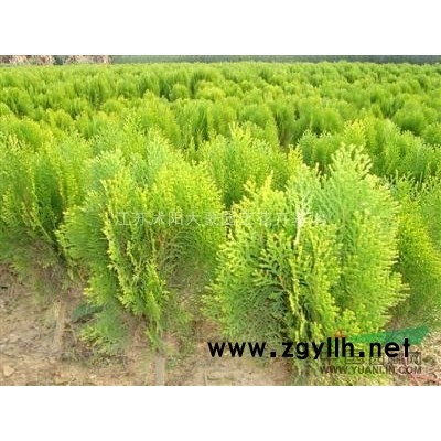 黄杨 金边黄杨 大叶黄杨 小叶黄杨 江苏黄杨