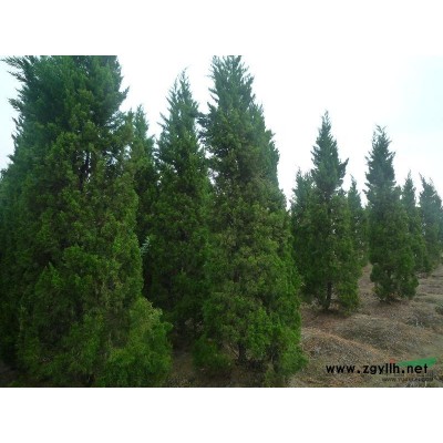 红叶石楠行情报价\红叶石楠图片展示