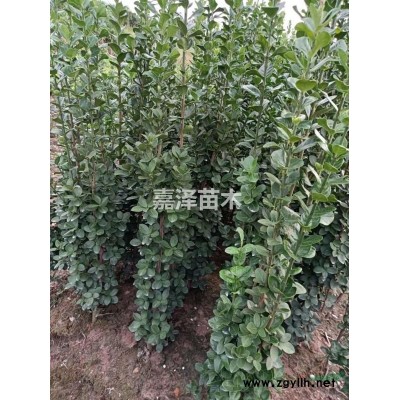 金边黄杨图1